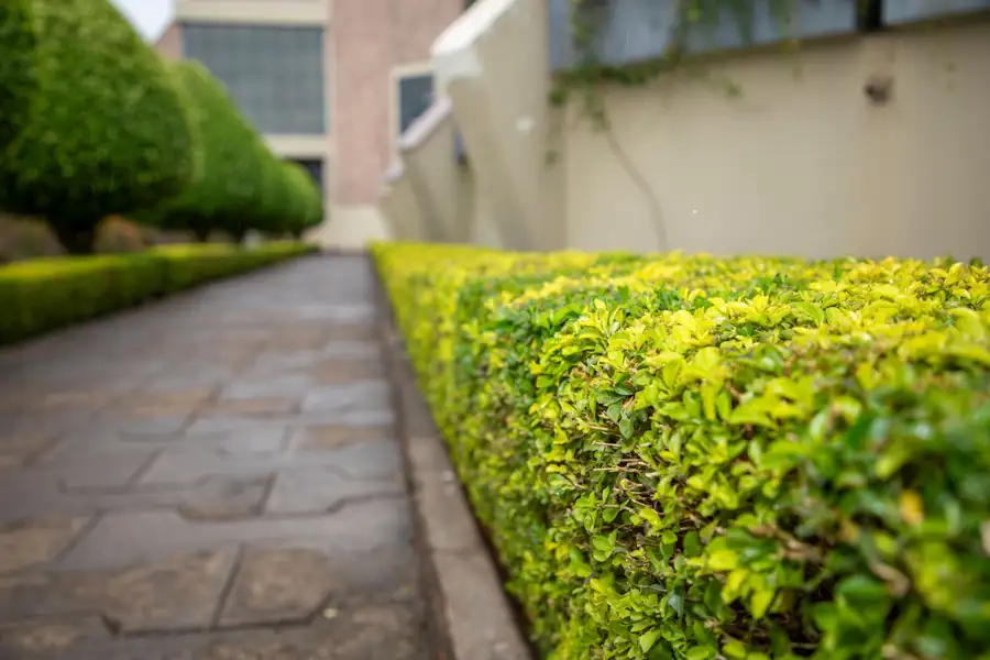 Sauber geschnittene Hecke an einem gepflasterten Weg